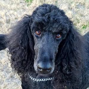 Meet your Posher, Helen